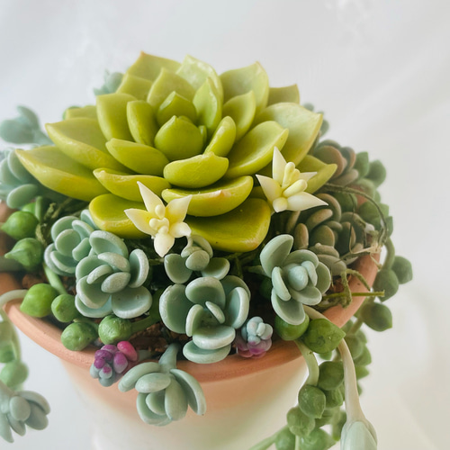 多肉植物寄アレンジ♡ 樹脂粘土多肉 インテリア 多肉植物 Tea Tree