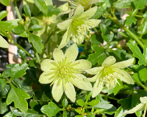 8603a32fd717bb9fba370b1651e6e2