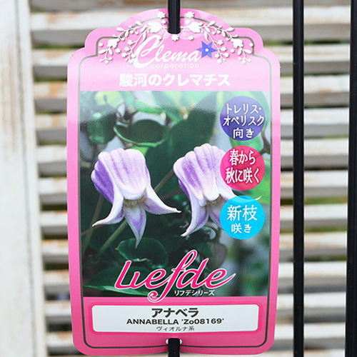 クレマチス　花終わり品4鉢セット imgrc0096217520.jpg