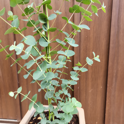 ユーカリグニー スクエア型テラコッタ鉢植え 観葉植物 シンボルツリー