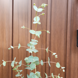 ユーカリグニー　スクエア型テラコッタ鉢植え　観葉植物　シンボルツリー 3枚目の画像