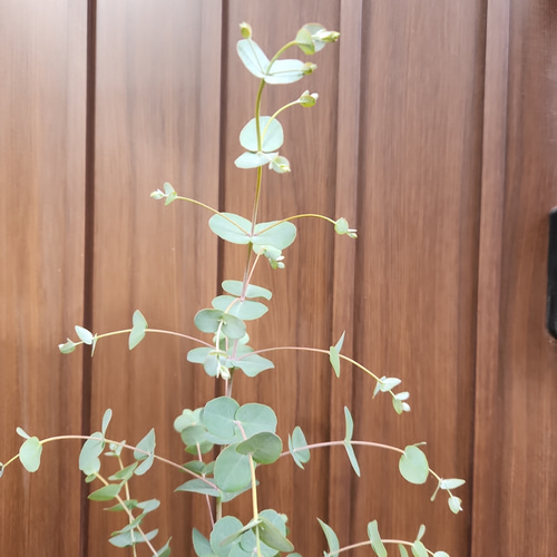 ユーカリグニー スクエア型テラコッタ鉢植え 観葉植物 シンボルツリー