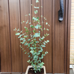 ユーカリグニー　スクエア型テラコッタ鉢植え　観葉植物　シンボルツリー 2枚目の画像