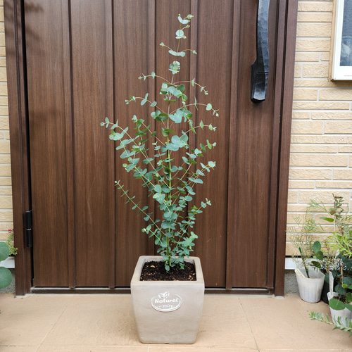 ユーカリ　グニー　スクエア型テラコッタ鉢植え　苗　シンボルツリー ユーカリグニー スクエア型テラコッタ鉢植え 観葉植物 シンボルツリー
