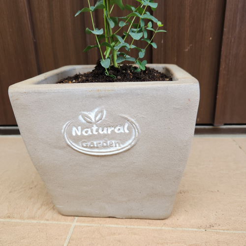 ユーカリグニー スクエア型テラコッタ鉢植え 観葉植物 シンボルツリー