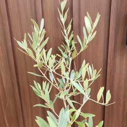 オリーブの木　ネバディロブランコ　　和モダン鉢植え　苗　シンボルツリー 3枚目の画像