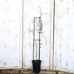 花鉢 クレマチス アバンギャルド 4号支柱ポット つる性 宿根草 ビチセラ系 フェンス オベリスク 庭 花壇 鉢植え 2枚目の画像