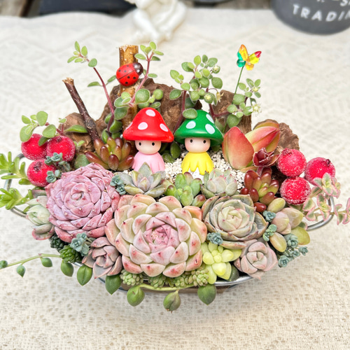 送料無料】再販♡ 可愛い ひょっこり♪きのこ姉妹♡多肉植物寄せ植え 
