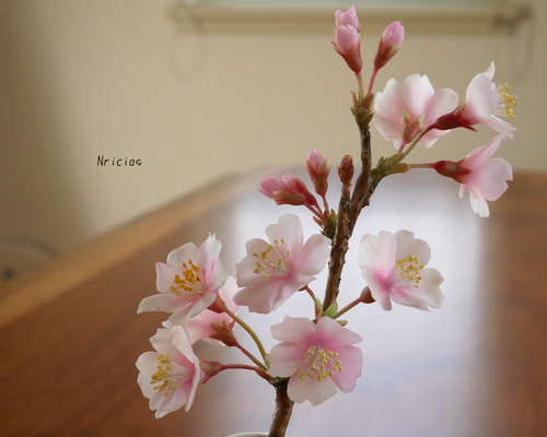 クレイフラワー　桜草 クレイフラワー桜草