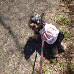 着せやすい犬服♪ストライプとお花の二段フリルワンピース♪オーダーメイドで！ 6枚目の画像