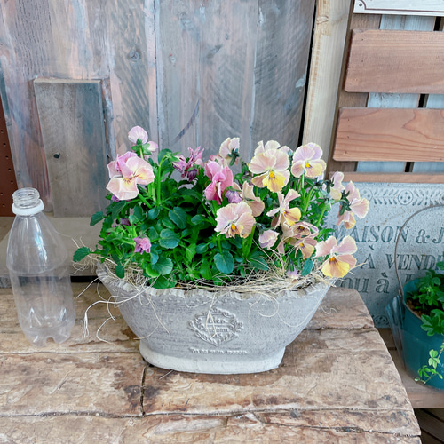 現品SALE♡ビオラ2色寄せ植え】ベージュ系陶器鉢ガーデニング
