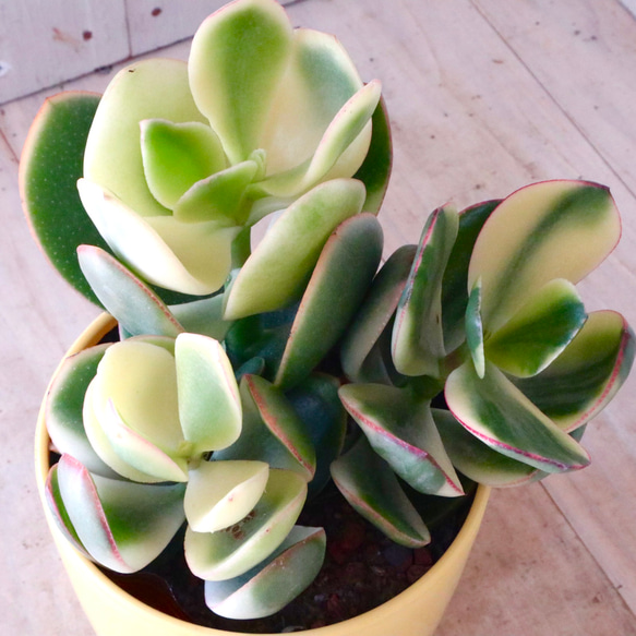 斑入り♡花月♡金のなる木♡多肉植物♡１鉢♡ 10枚目の画像