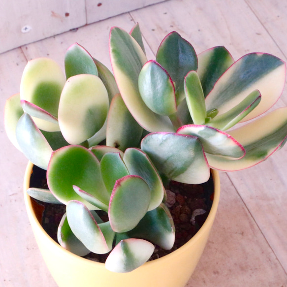 斑入り♡花月♡金のなる木♡多肉植物♡１鉢♡ 15枚目の画像