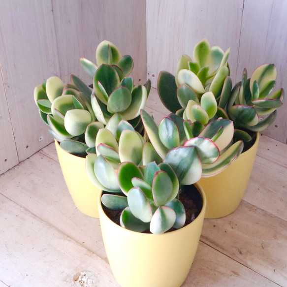 専用 多肉植物 ❁︎オルペット錦 抜き苗 【公式通販】