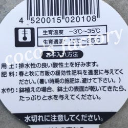 【送料込】激レア♡エリカ♡ブライダルヒース♡四季咲き♡グランドカバー♡鉢ごと発送 6枚目の画像