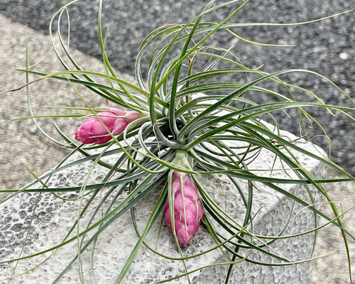 65a0a8ed0878e3446e4cc88c73ee39