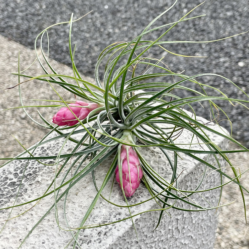 開花株 2株2芽 エアプランツ ストリクタ Tillandsia stricta その他