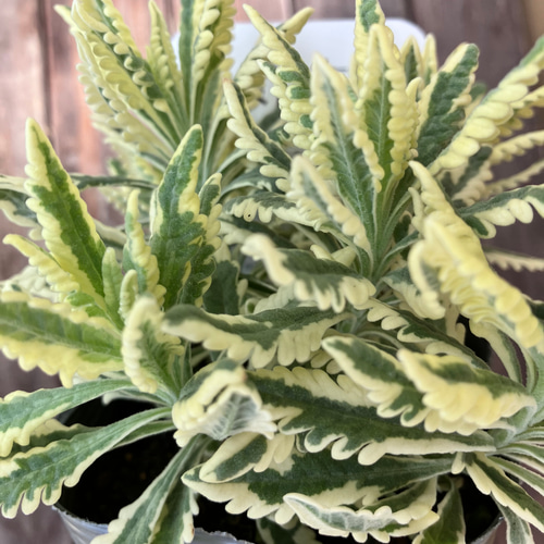 斑入りラベンダー♪アラルディ♪メルロー♪ハーブ♪大人気♪希少種