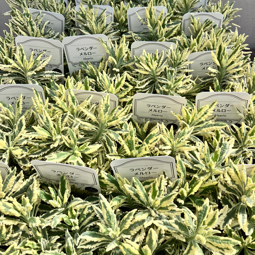 斑入りラベンダー♪アラルディ♪メルロー♪ハーブ♪大人気♪希少種