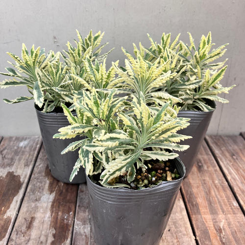 斑入りラベンダー♪アラルディ♪メルロー♪ハーブ♪大人気♪希少種