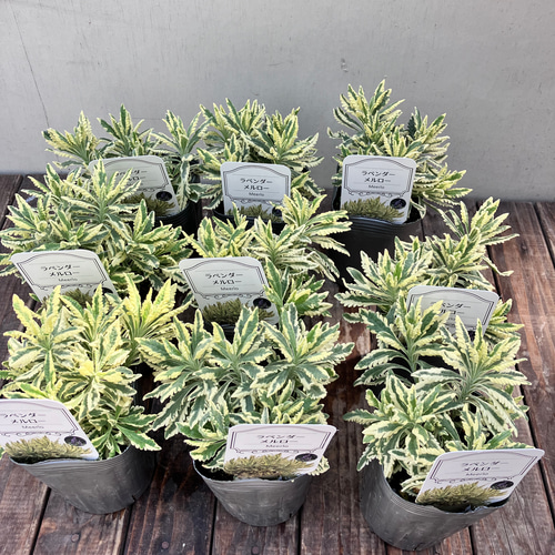 斑入りラベンダー♪アラルディ♪メルロー♪ハーブ♪大人気♪希少種