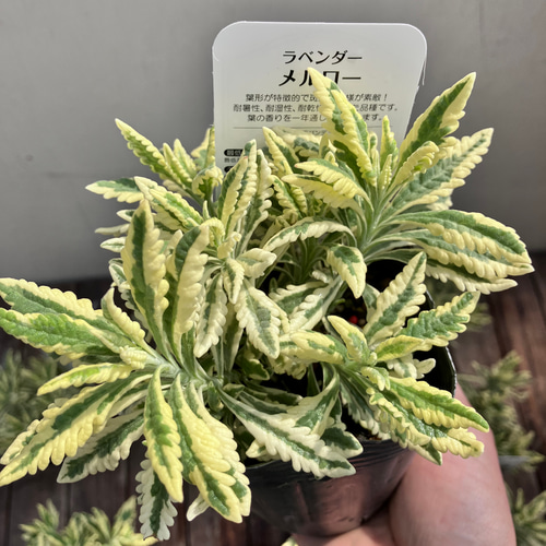 斑入りラベンダー♪アラルディ♪メルロー♪ハーブ♪大人気♪希少種