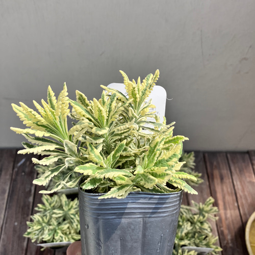 斑入りラベンダー♪アラルディ♪メルロー♪ハーブ♪大人気♪希少種