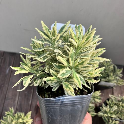 斑入りラベンダー♪アラルディ♪メルロー♪ハーブ♪大人気♪希少種