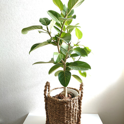 ［現品］99番 創樹　オリーブルッカ　7号　観葉植物　オリーブの木　自家結実性有 現品］99番 創樹 オリーブ ルッカ 7号 観葉植物 大型 屋外