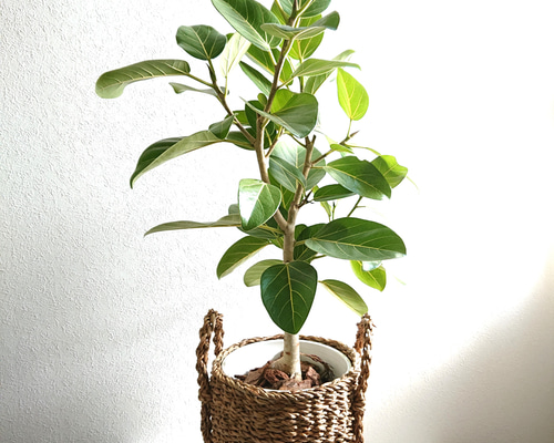 c4c376178f1a12b2034c49025cd2ba