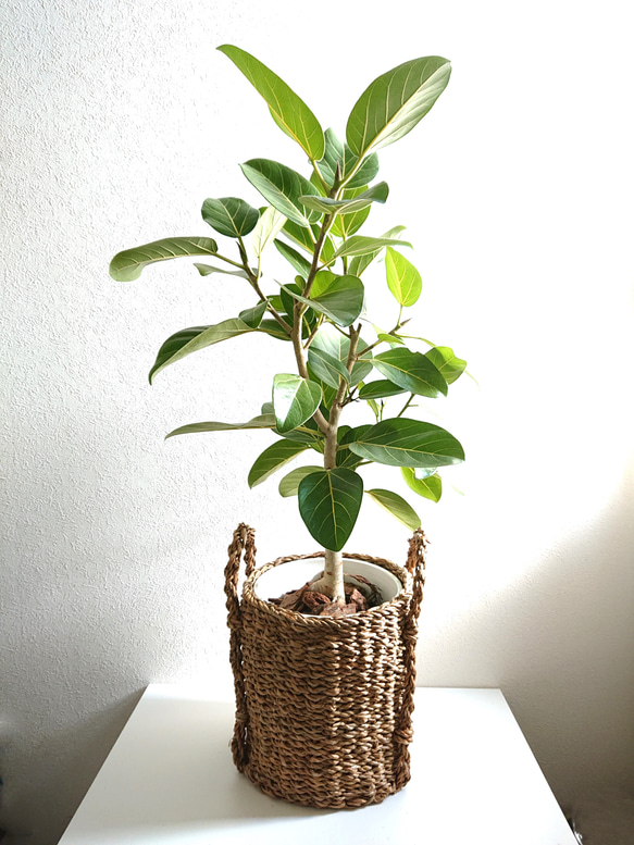 【hide⚠兵庫】ゴムの木の大人気品種♪フィカス・ベンガレンシス 10号鉢 フィカス・ベンガレンシス 10号 | 観葉植物の通販 AND PLANTS