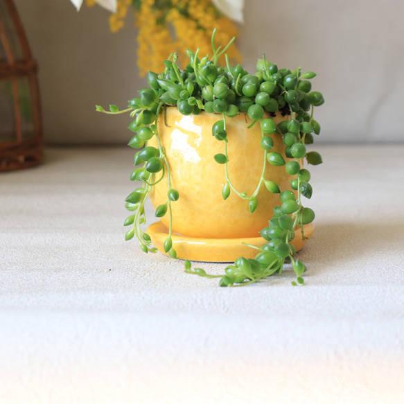 送料無料｜グリーンネックレス｜多肉植物｜ミモザ色の鉢 4枚目の画像