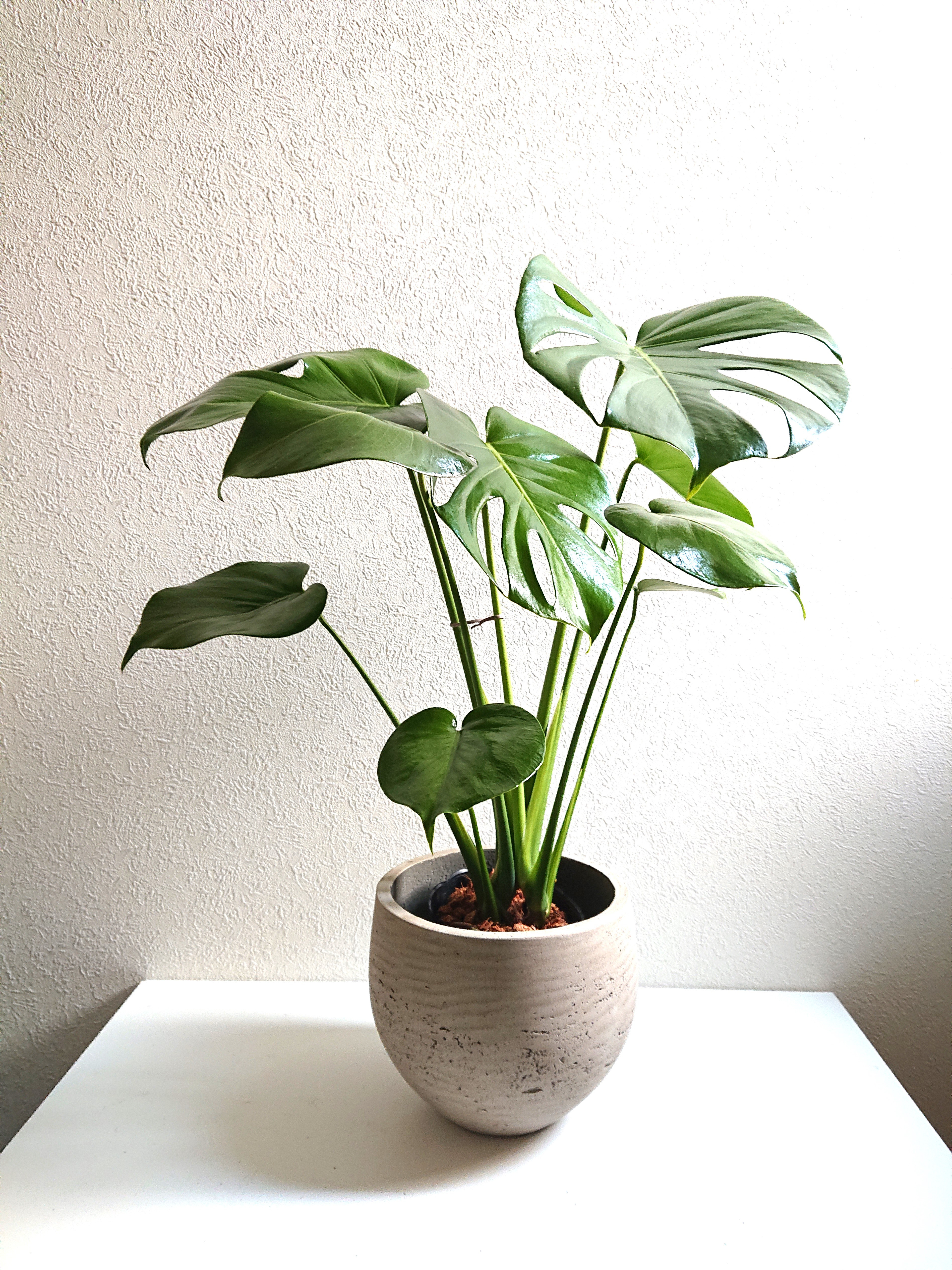 大型 】モンステラ 木質化 calm 幹立ち 【希少 50cmビックリーフ