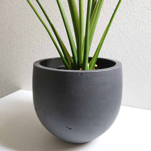 ○数量限定○新作○ 厳選樹形 ”モンステラ 鉢カバーセット（セメント製