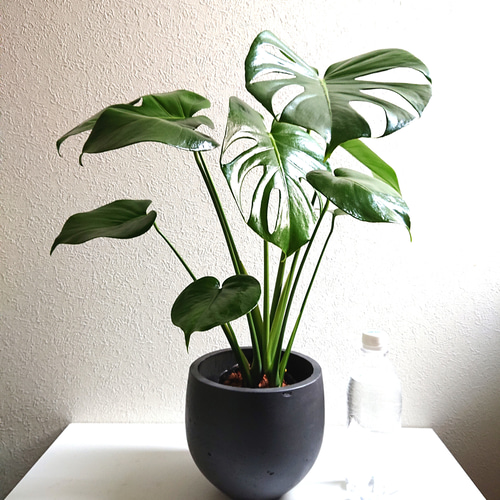 【セット販売】モンステラ リアルな人工観葉植物約100cmとウッドチップ鉢カバー セット販売】モンステラ リアルな人工観葉植物約100cmとウッド