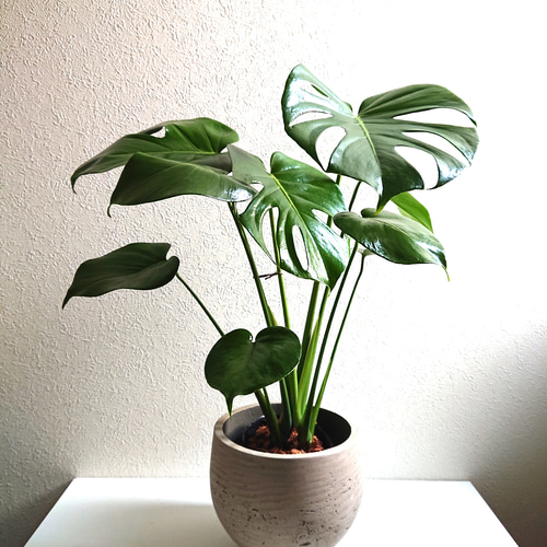 9月限定特価】 モンステラ セローム オーガスタセット 観葉植物 9月