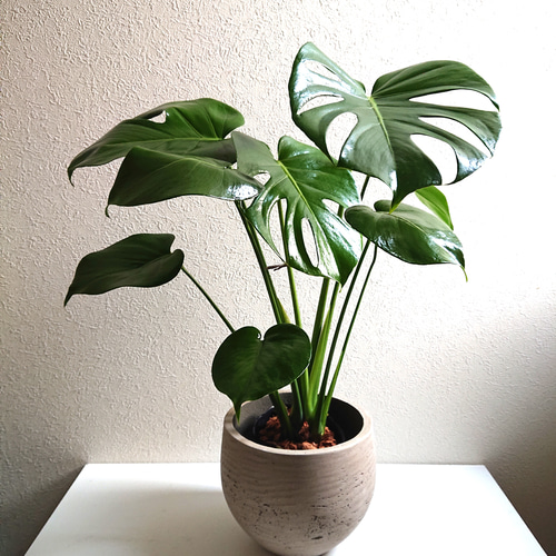 【セット販売】モンステラ リアルな人工観葉植物約100cmとウッドチップ鉢カバー セット販売】モンステラ リアルな人工観葉植物約100cmとウッドチップ鉢