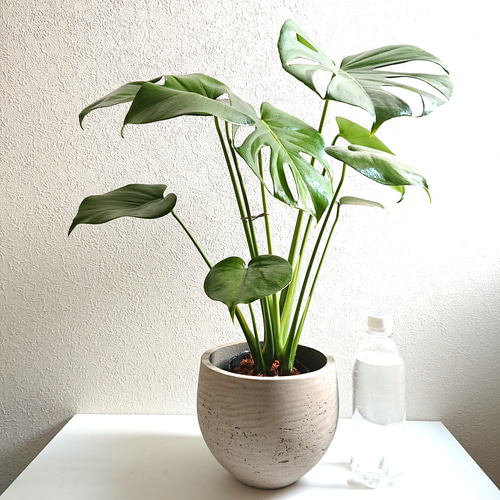 ○数量限定○新作○ 厳選樹形 ”モンステラ 鉢カバーセット（セメント製