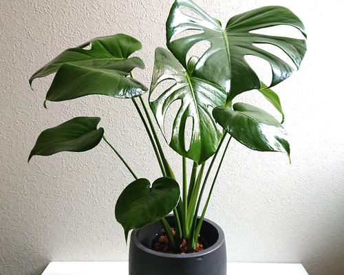 モンステラ 鉢植え もんすてら 観葉 植物 6号 観葉植物 室内用