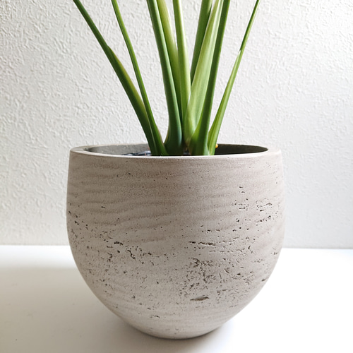 ○数量限定○新作○ 厳選樹形 ”モンステラ 鉢カバーセット（セメント製