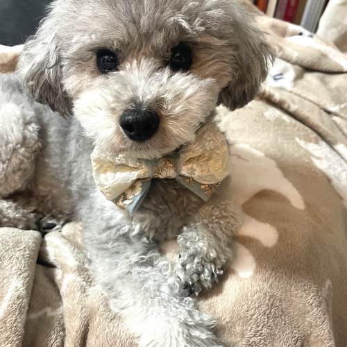 インド刺繍 リボン スタイ 犬用 ペット服・アクセサリー WAN*KOYA 通販