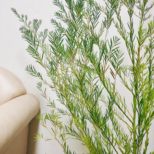 現品］ビッグサイズ！！ アカシア フロリバンダ 8号 観葉植物 レア 