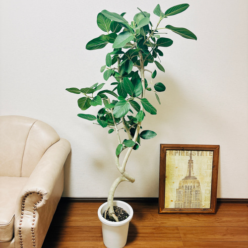 現品］9番 フィカス ベンガレンシス 曲がり 8号 観葉植物 室内
