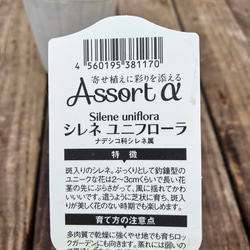 シレネ2個セット♪ユニフローラ♪這性♪耐寒性多年草♪寄せ植え♪ガーデニング 7枚目の画像