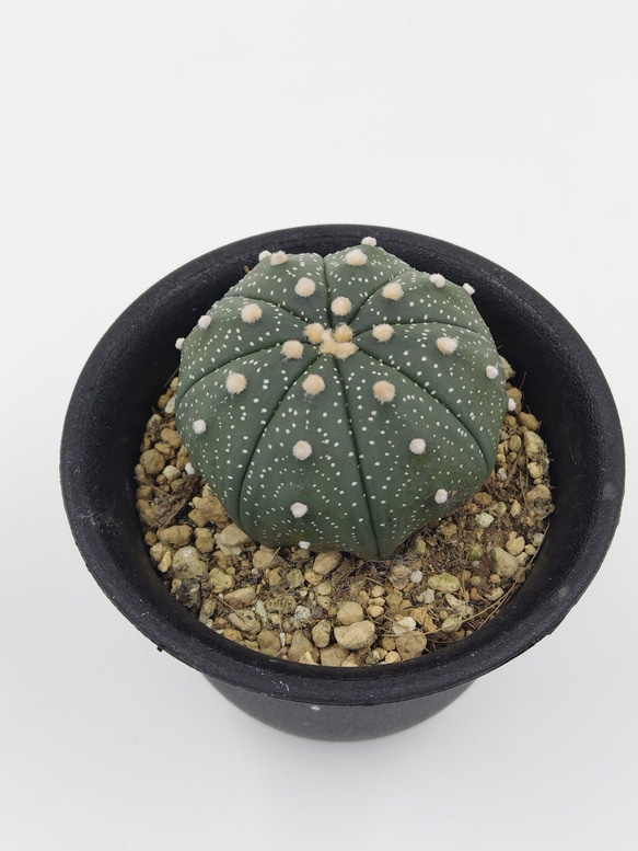 アストロフィツム・螺旋盤石 鉢付き 【公式通販】