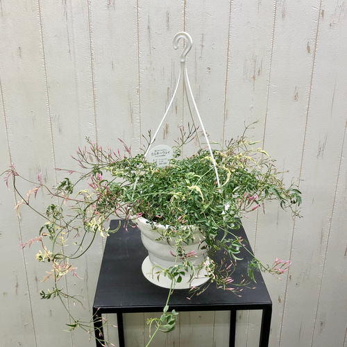 希少！ 花芽いっぱい 斑入りハゴロモジャスミン ミルキーウェイ 吊り鉢