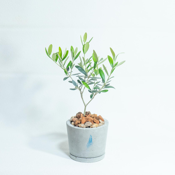 ≪ 観葉植物 ≫お庭やベランダで育てるオリーブの鉢植え｜ざらっとした風合いの手づくりモルタル鉢送料｜全国一律850円 2枚目の画像