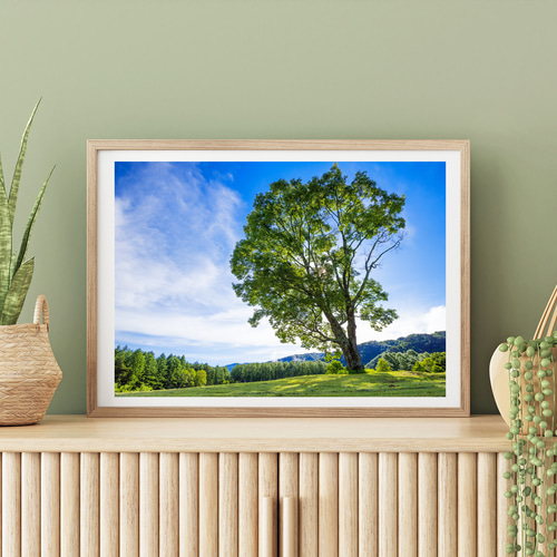 開田高原 コナラの一本木 インテリアアートポスター IVYL-050 信州