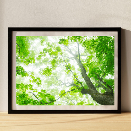 霧に煙るブナの森 インテリアアートポスター IVYL-052 森林 青森 風景