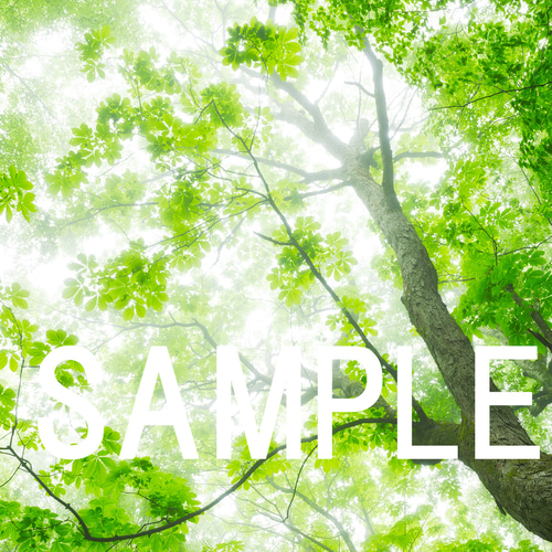 霧に煙るブナの森 インテリアアートポスター IVYL-052 森林 青森 風景